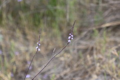Verbena menthifolia