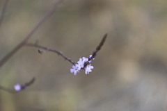 Verbena menthifolia