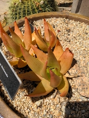Aloe ibitiensis