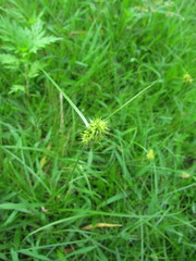 Carex bonariensis