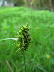 Carex bonariensis