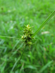 Carex bonariensis