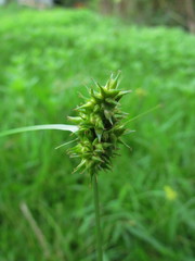 Carex bonariensis