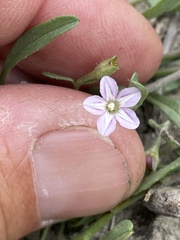 Convolvulus simulans
