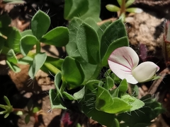 Lotus conimbricensis