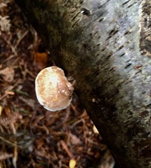 Fomitopsis betulina
