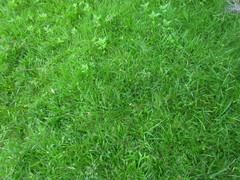 Carex bonariensis
