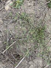 Convolvulus simulans