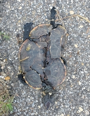Malaclemys terrapin pileata