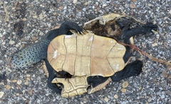 Malaclemys terrapin pileata
