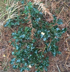 Ilex aquifolium