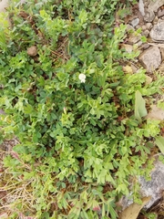 Lotus conimbricensis