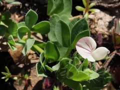 Lotus conimbricensis