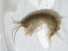 Echinogammarus