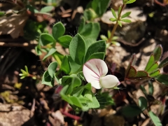 Lotus conimbricensis
