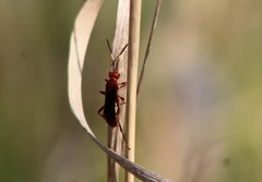 Trogomorpha trogiformis