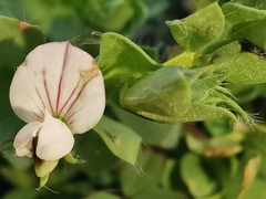 Lotus conimbricensis