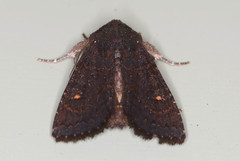 Neumichtis prolifera