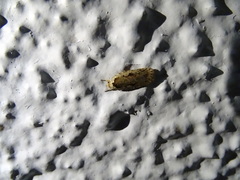 Agonopterix ocellana