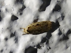 Agonopterix ocellana