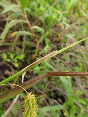 Carex polysticha