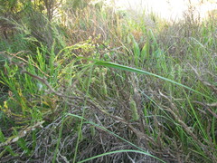 Carex polysticha