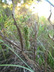Carex polysticha