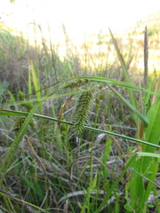 Carex polysticha