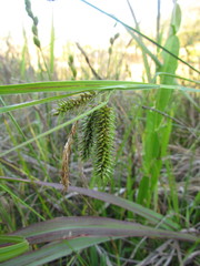 Carex polysticha