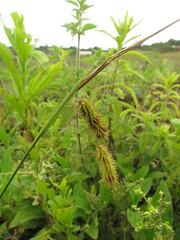Carex polysticha