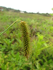 Carex polysticha