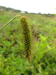 Carex polysticha