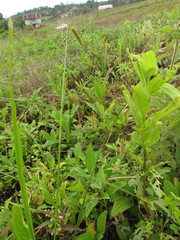 Carex polysticha