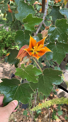 ×chiranthofremontia lenzii