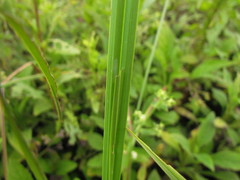 Carex polysticha