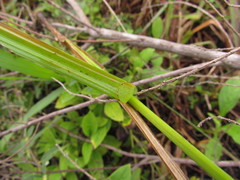 Carex polysticha