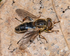 Anasimyia bilinearis