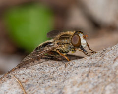 Anasimyia bilinearis