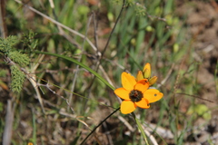 Ixia maculata