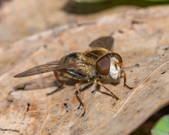Anasimyia bilinearis