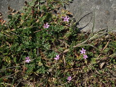 Erodium cicutarium