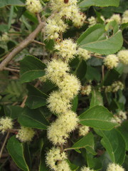 Casearia obliqua