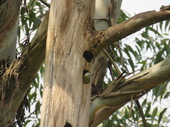 Colaptes punctigula striatigularis