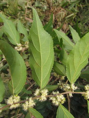 Casearia obliqua
