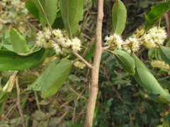 Casearia obliqua