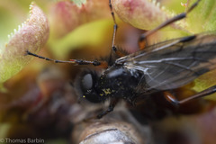 Bibio palliatus