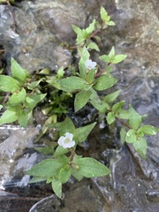 Gratiola virginiana