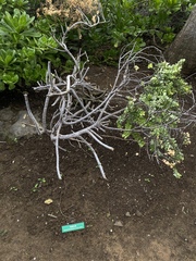 Wikstroemia uva-ursi