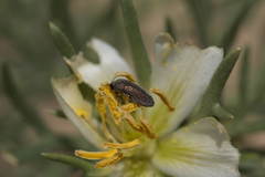 Acmaeoderella ballioni