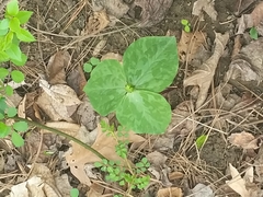 Trillium luteum